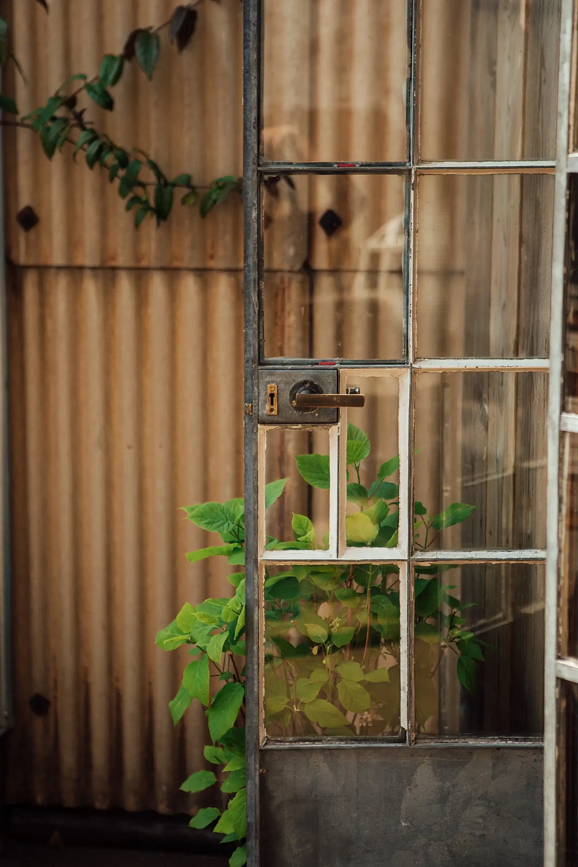 Open door of The Cabin and surrounding plants at 93ft design studio 