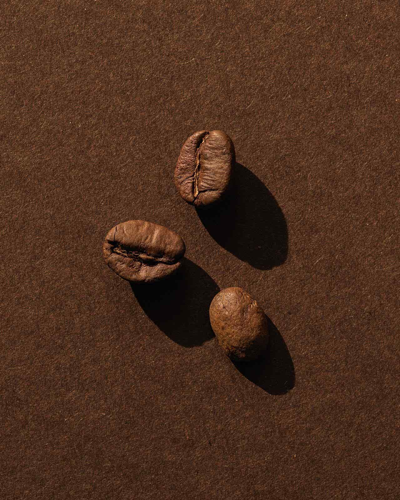 A close up of three Dark woods roasted coffee beans on a dark brown background. Warm still life lighting and shadows.